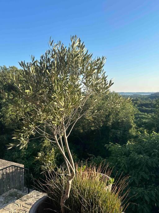 Villa Sous Le « Figuier » Cornillon-Confoux Exterior foto